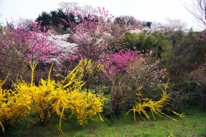 福島市　花見山3_a0263109_1158356.jpg