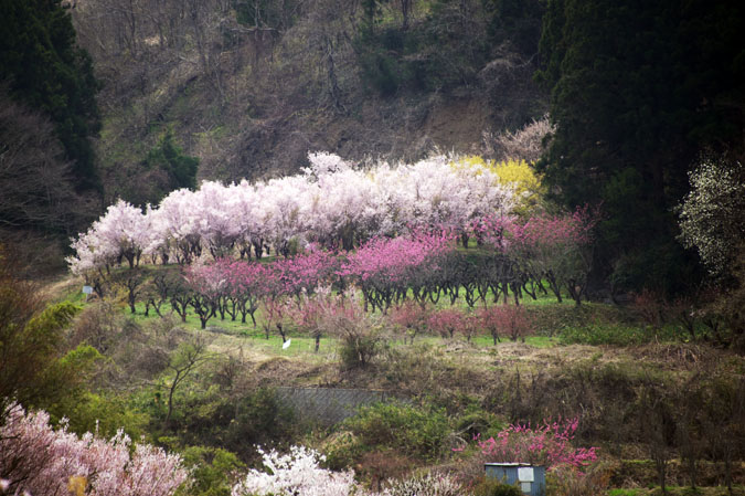 福島市　花見山3_a0263109_1201231.jpg