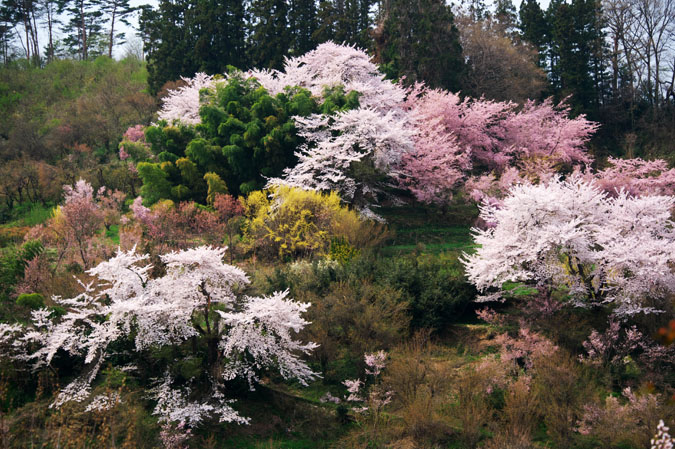 福島市　花見山3_a0263109_121581.jpg