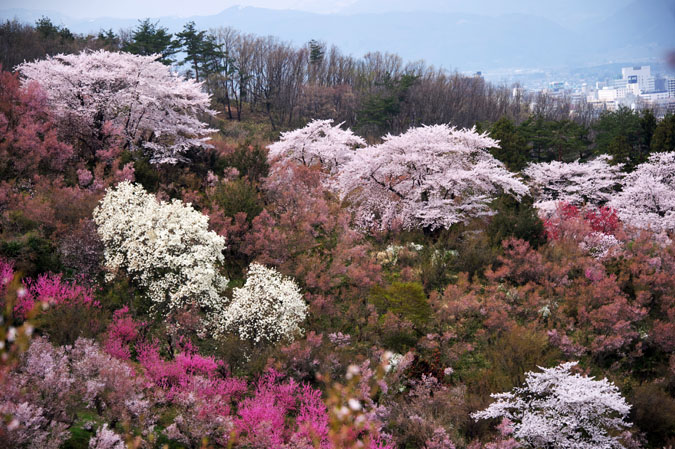 福島市　花見山3_a0263109_1231885.jpg