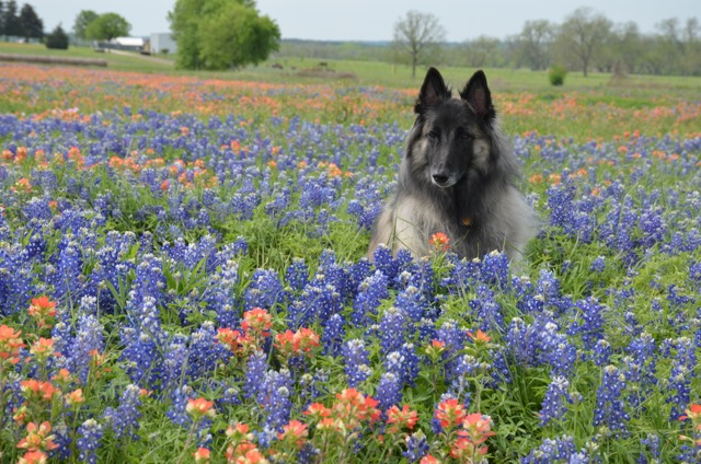 今シーズン４回目のWildflower hunting_f0227709_6185850.jpg