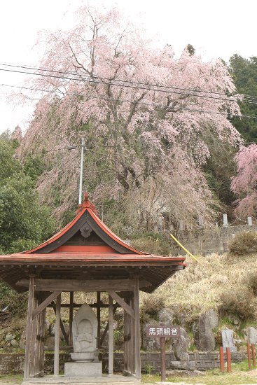 瑞龍寺のしだれ桜_a0105011_20402378.jpg