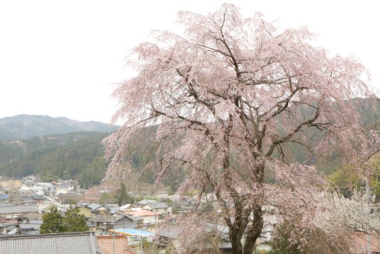 瑞龍寺のしだれ桜_a0105011_20403237.jpg