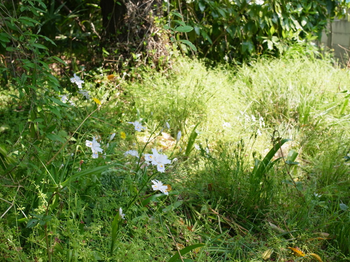 小石川植物園の野草_e0276411_01321.jpg