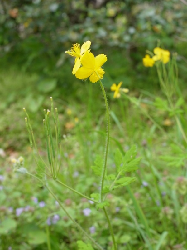 小石川植物園の野草_e0276411_0141386.jpg