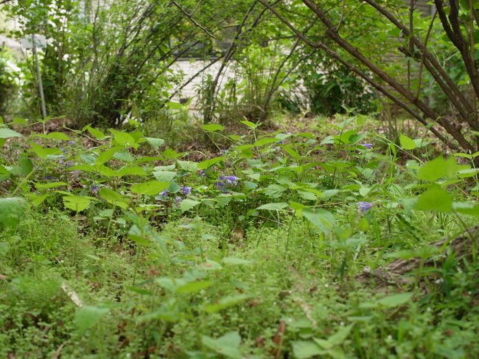 小石川植物園の野草_e0276411_0152290.jpg