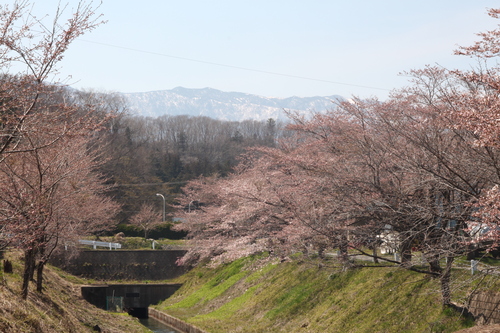 那須でお花見_d0324215_1911940.jpg