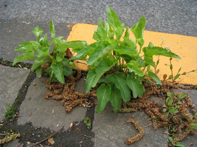 e0117318_17234210.jpg