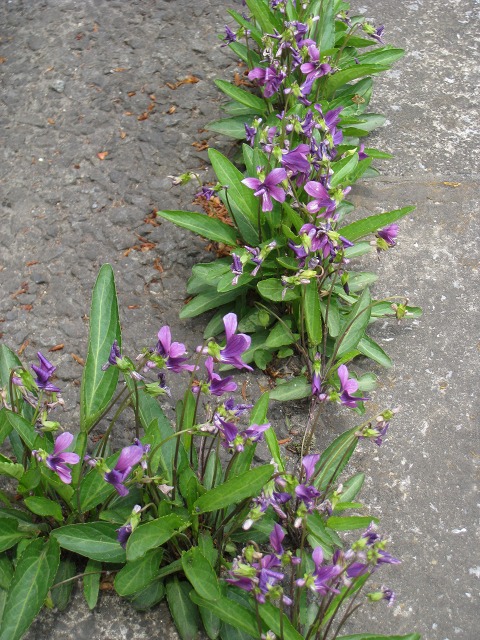e0117318_17263217.jpg