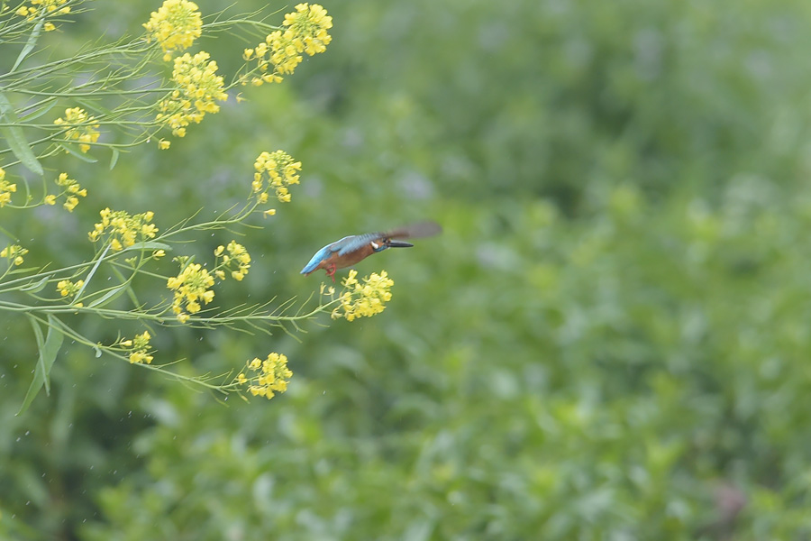 140421 菜の花枝止りなど_c0278820_19502474.jpg