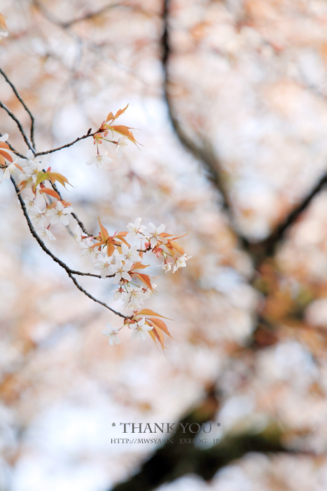 里山の山桜_c0211922_581681.jpg