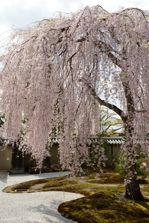 京都 高台寺 ～桜～_d0319222_1192965.jpg