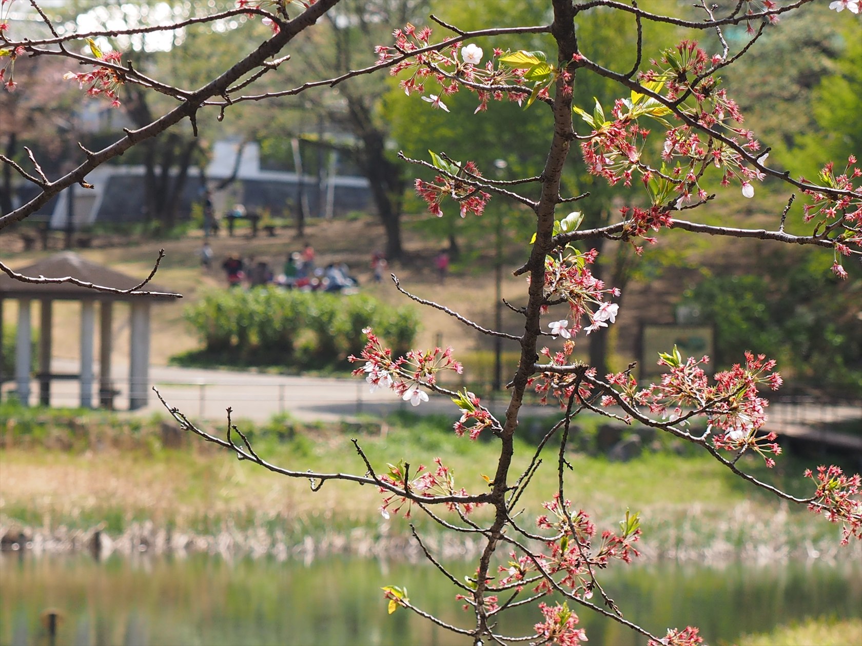 もえぎ野公園_b0187745_22492829.jpg