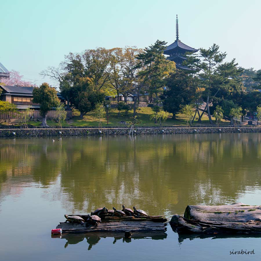 ８．阿修羅像の興福寺（奈良公園）_d0238245_18343237.jpg