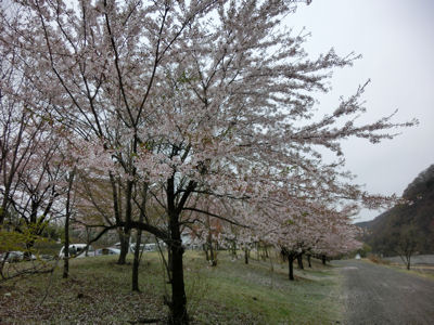 第2回お茶壷道中「大ケヤキ・桜・・・時々雨」_f0019247_2338324.jpg