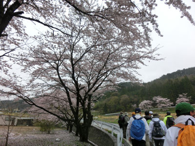 第2回お茶壷道中「大ケヤキ・桜・・・時々雨」_f0019247_2339191.jpg
