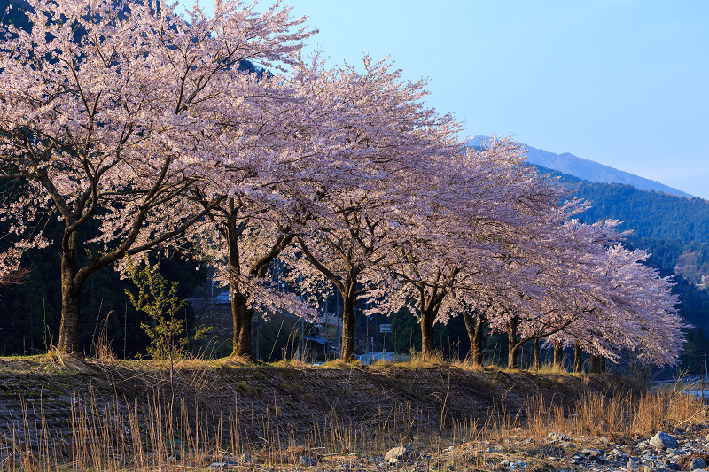 朽木大野の桜並木（わたしのお気に入り）_f0155048_0343546.jpg