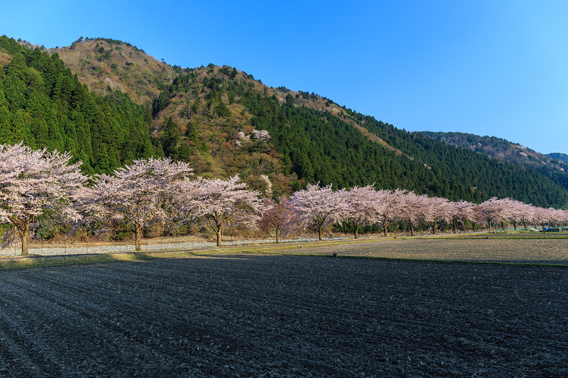 朽木大野の桜並木（わたしのお気に入り）_f0155048_035114.jpg