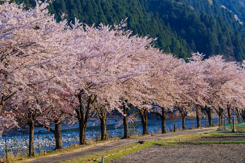朽木大野の桜並木（わたしのお気に入り）_f0155048_0352486.jpg