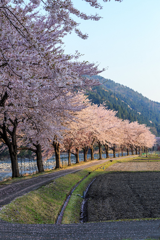 朽木大野の桜並木（わたしのお気に入り）_f0155048_0354490.jpg