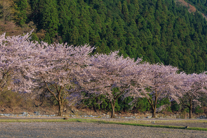 朽木大野の桜並木（わたしのお気に入り）_f0155048_036288.jpg