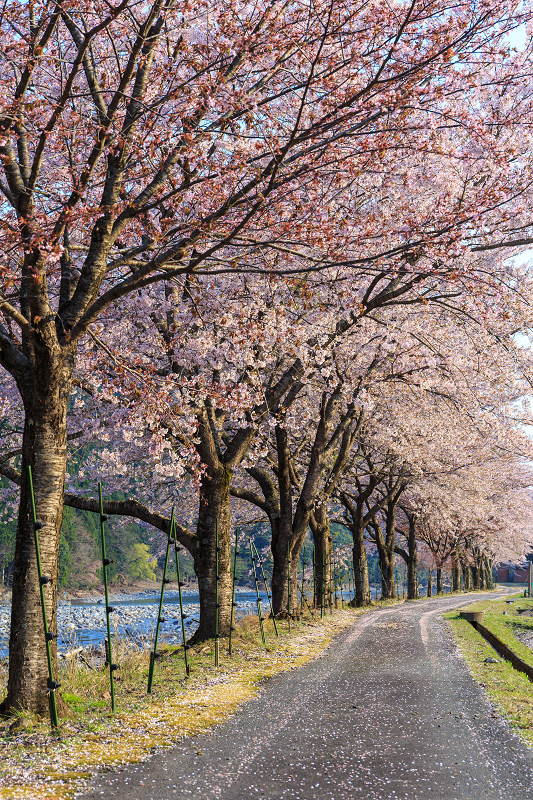 朽木大野の桜並木（わたしのお気に入り）_f0155048_0363814.jpg