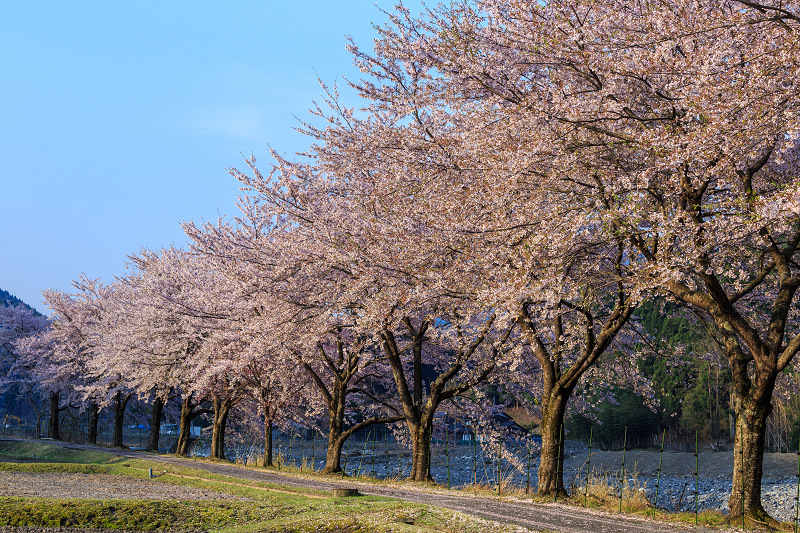 朽木大野の桜並木（わたしのお気に入り）_f0155048_0381328.jpg