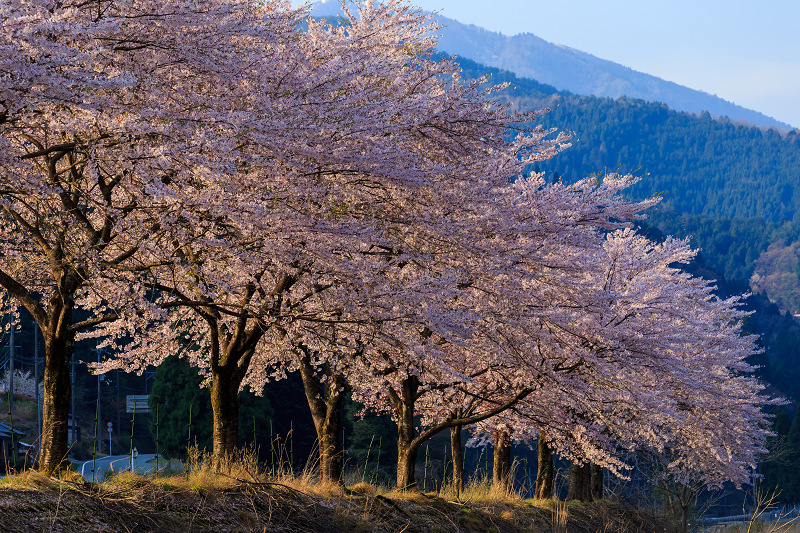 朽木大野の桜並木（わたしのお気に入り）_f0155048_038232.jpg