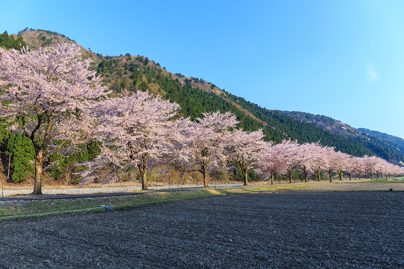朽木大野の桜並木（わたしのお気に入り）_f0155048_03939.jpg