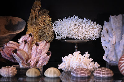 珊瑚の標本 : フランスアンティーク雑貨・家具のSibora BLOG