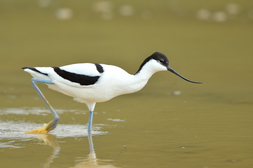 2016年カナダ 20.9999ドル銀貨 渡り鳥 アメリカソリハシ