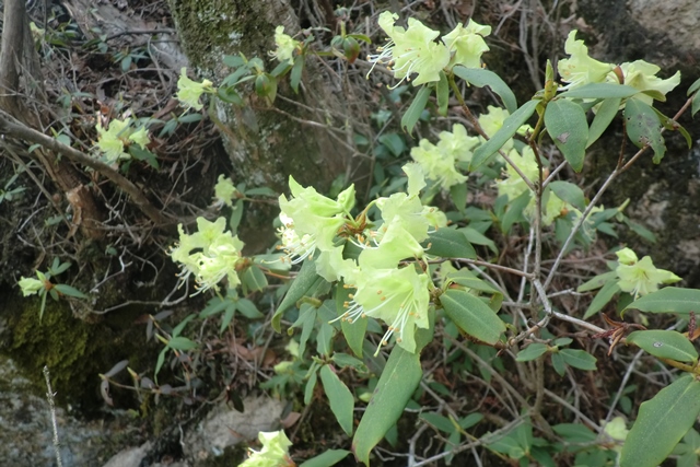 雪彦山花見クライミング_b0227552_14274464.jpg