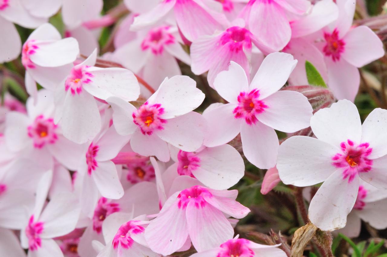 芝桜に栄_c0246358_05344296.jpg