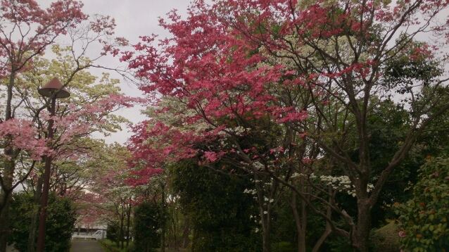 d0116059_20492717.jpg