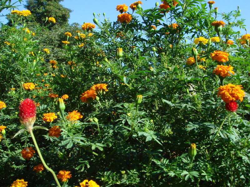 c0108460_17512250.jpg