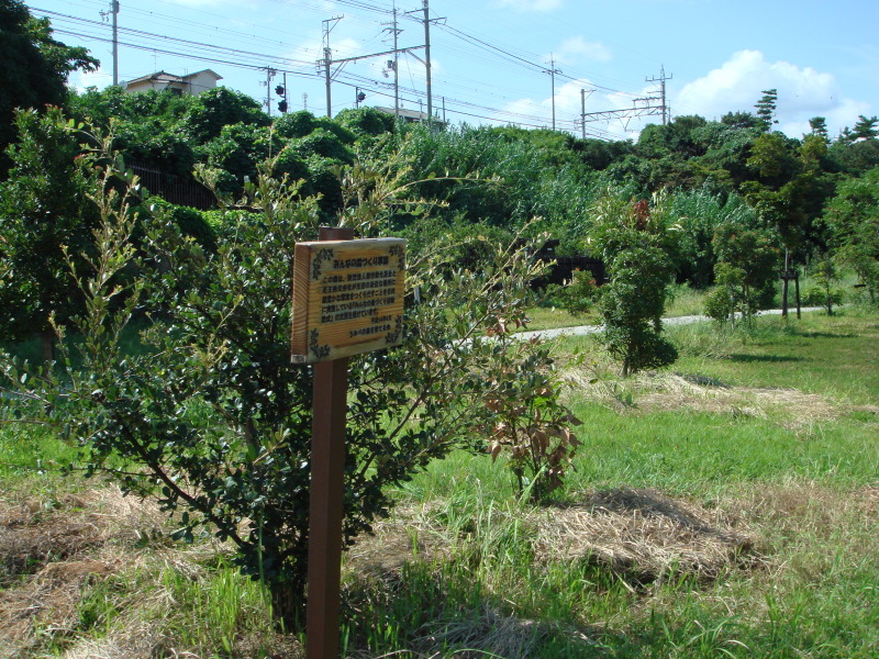 公園内植樹…（枯れ木撤去　周辺草刈り　剪定）　in　　うみべの森_c0108460_22445136.jpg