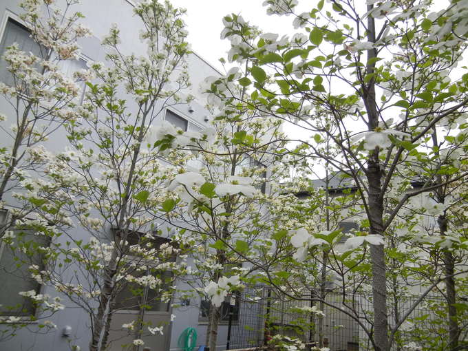 ’14,4,21(月)母に会いにいったよ~!_f0060461_9585968.jpg