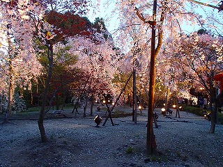 二条城と平安神宮_a0104162_21261999.jpg