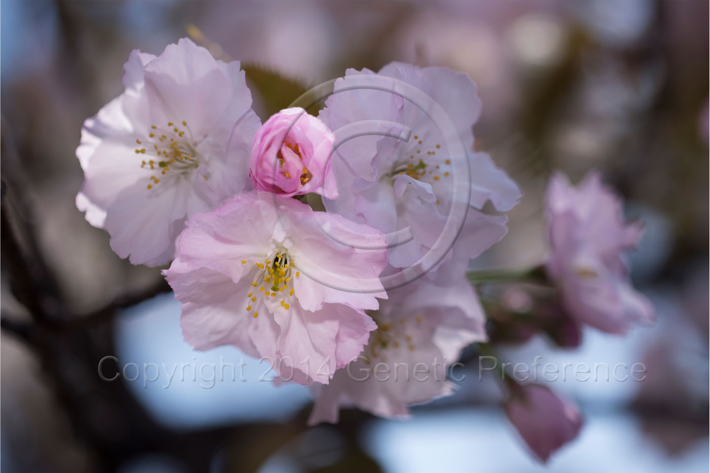 造幣局桜の通り抜け2014～桜の種類 Vol.2_a0111162_15231055.jpg