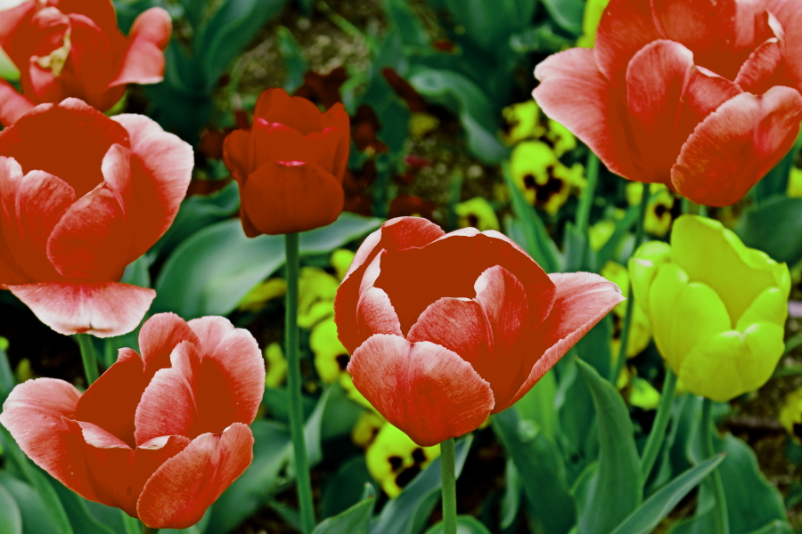 Tulip...。_f0136162_1564129.jpg