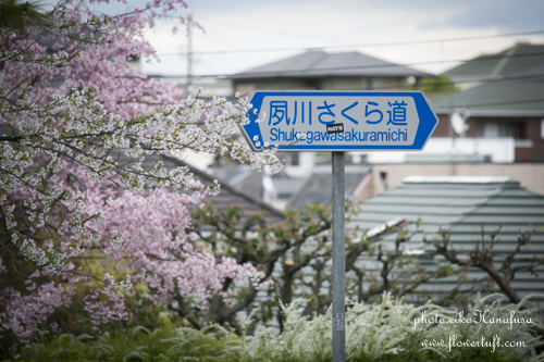 夙川のさくら_c0137872_0471784.jpg