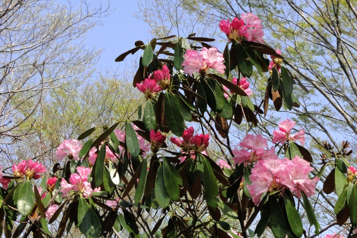 阿蘇野草園のツクシシャクナゲ_c0248473_09265551.jpg