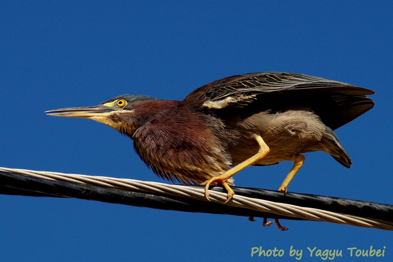 紺碧の Green Heron （グリーンヘロン）_b0132475_924271.jpg