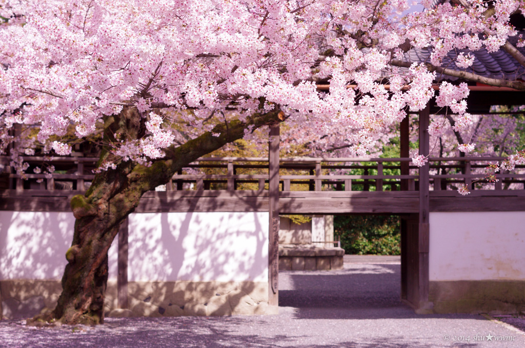 SAKURA風景2014：6：西陣の桜所_a0142976_15153223.jpg