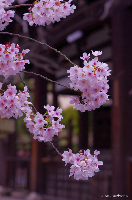 SAKURA風景2014：6：西陣の桜所_a0142976_1725123.jpg