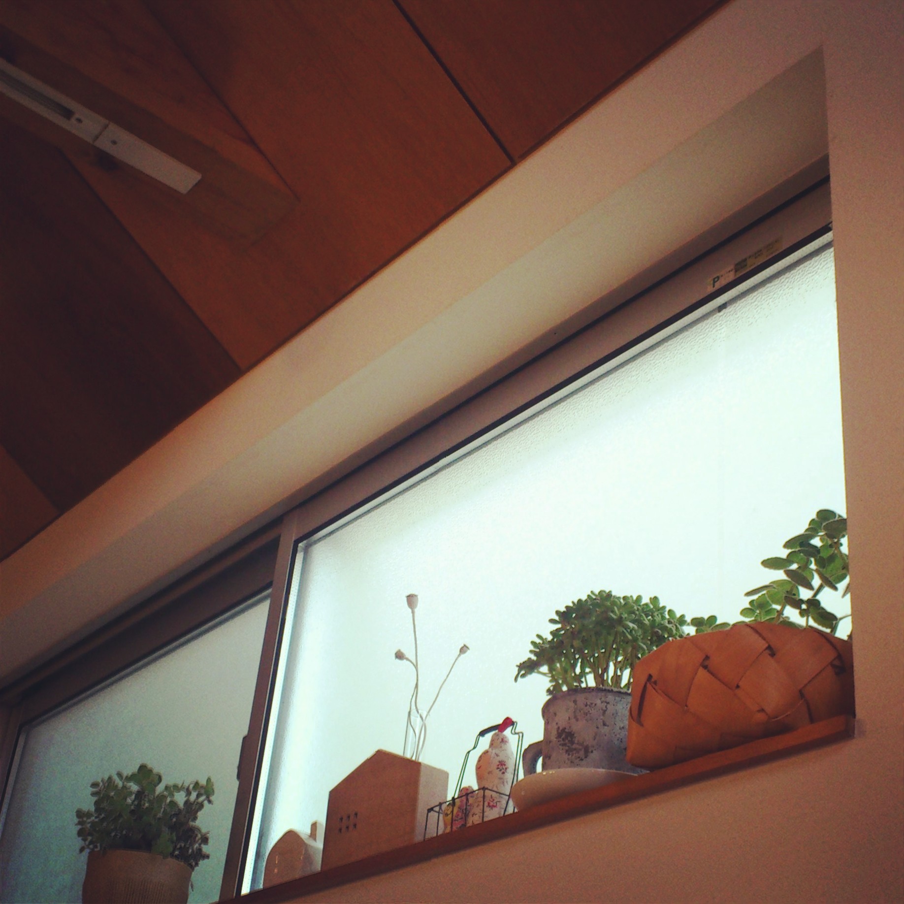 植栽コンプレックス_a0235880_17312086.jpg