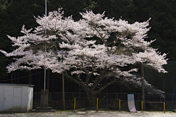 校庭の桜。_b0247880_917564.jpg