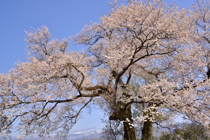 再び、南信州の桜_a0250584_0331187.jpg