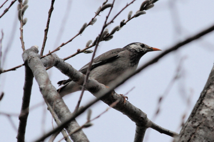 I川のカワセミ_b0203989_1442123.jpg