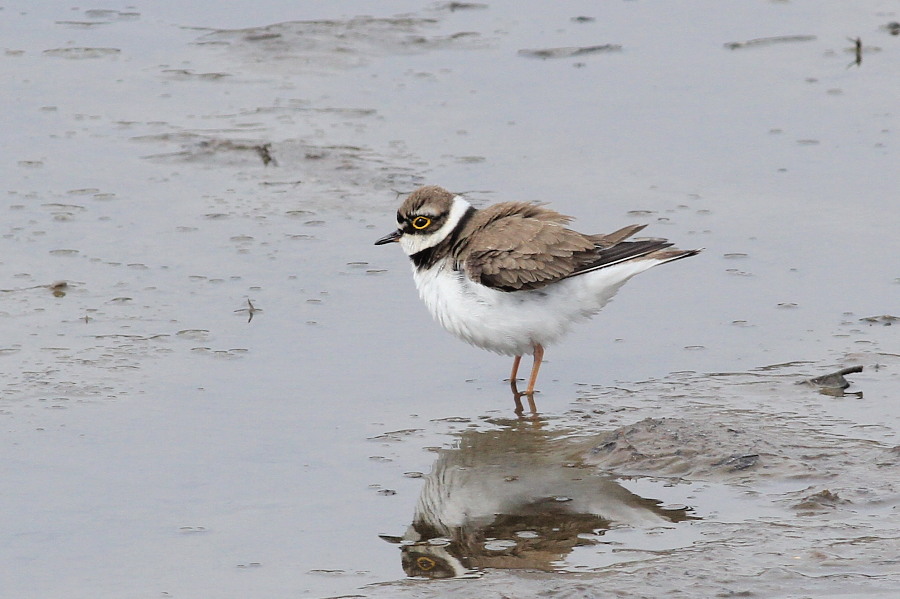 I川のカワセミ_b0203989_1443286.jpg